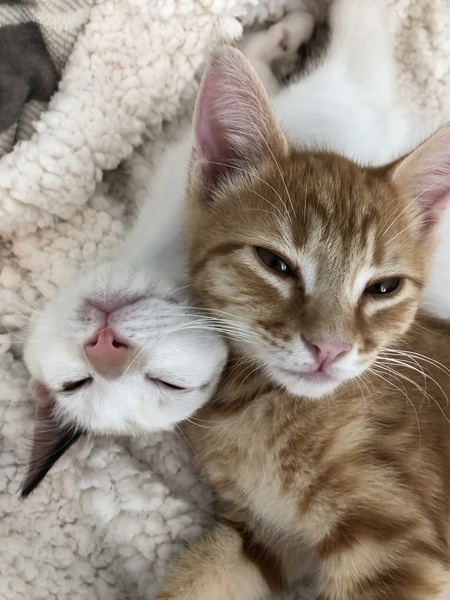 Cheddar and Almond
