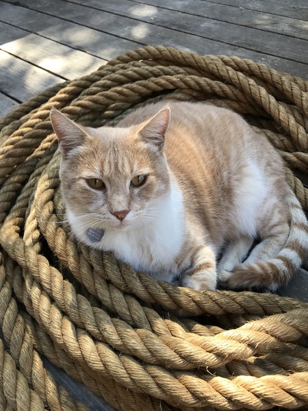 Little Frankie