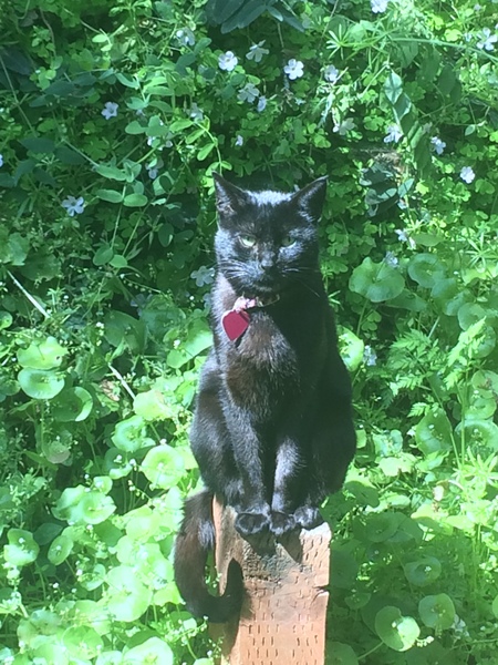 Sumi (Sumatra)