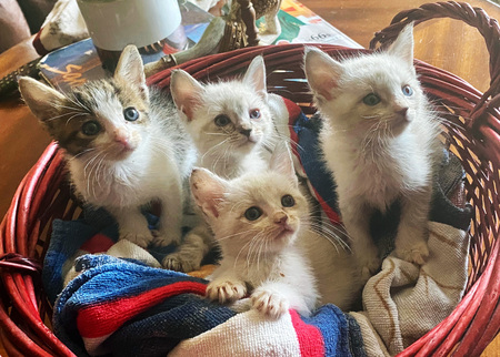 Jade, Jasper, Jake, Joaquin