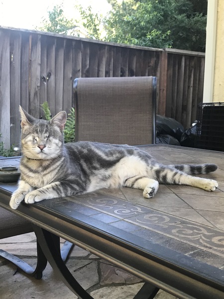 Pippa