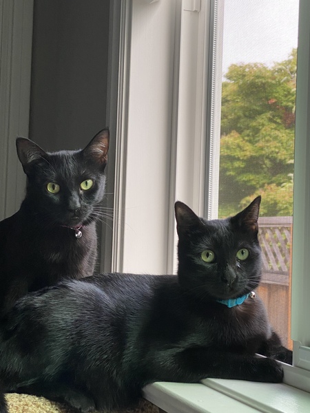 Onyx and Drew 