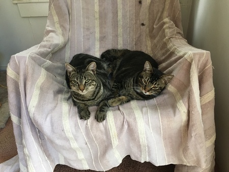 Geordie and Holly
