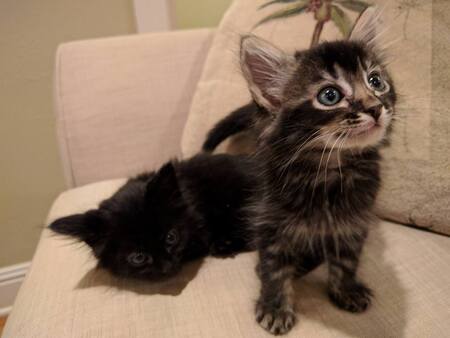 Coco and Peppy