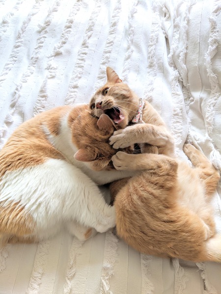 Chickpea
