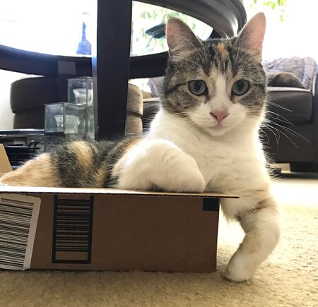 Cleo (Meerkat)