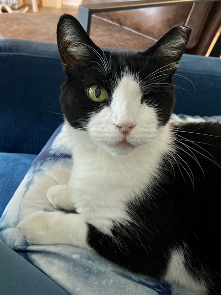 One Eyed Willy