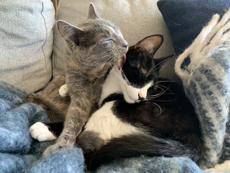 Felix and Juniper