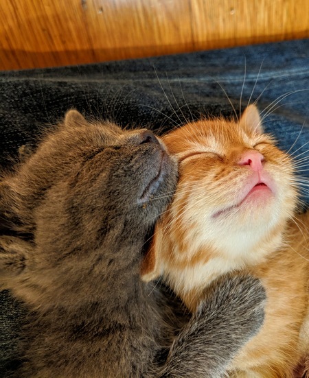 Cookie & Tigey