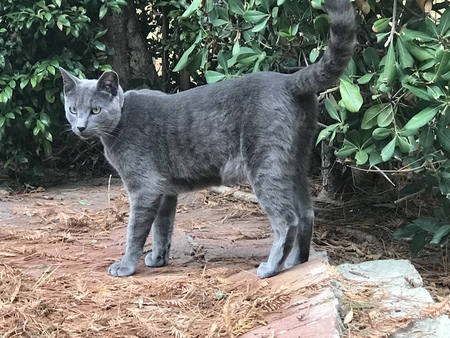 Maui