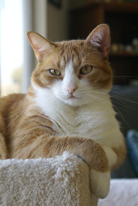 The Regal Monty 