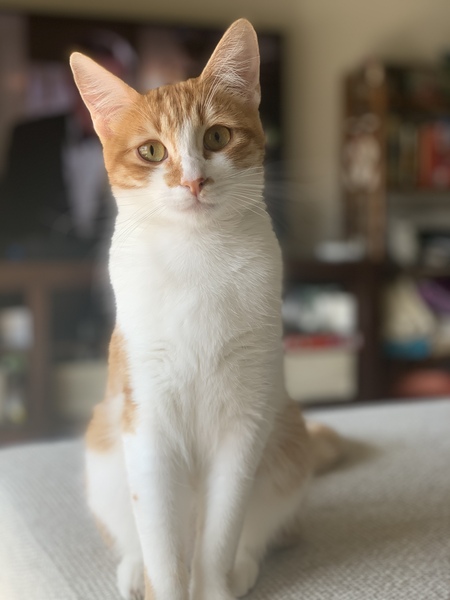 Clementine