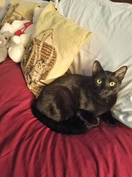 Chewy Louie