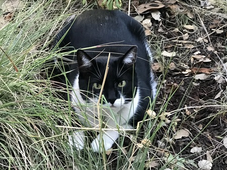 Sylvester  (Alias, "Thunder")