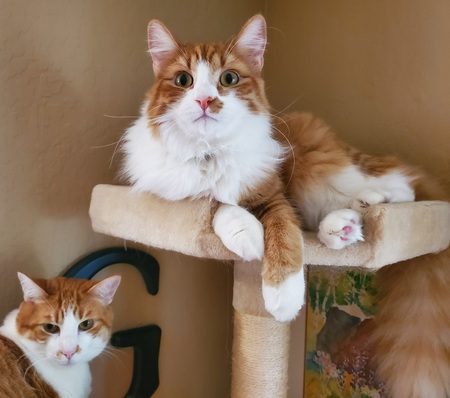 Gus & Reggie