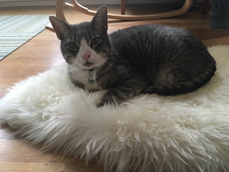 Toby