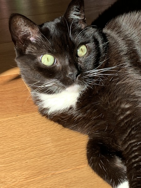 Cece