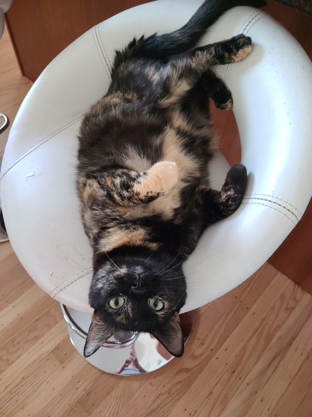 Mela