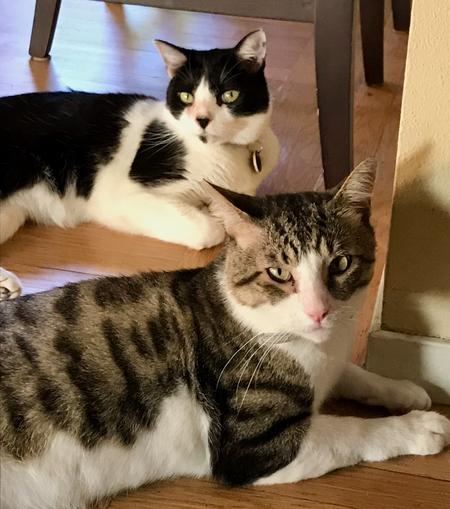 Spot and Fozzy