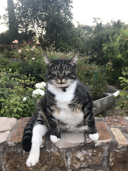 Brutus