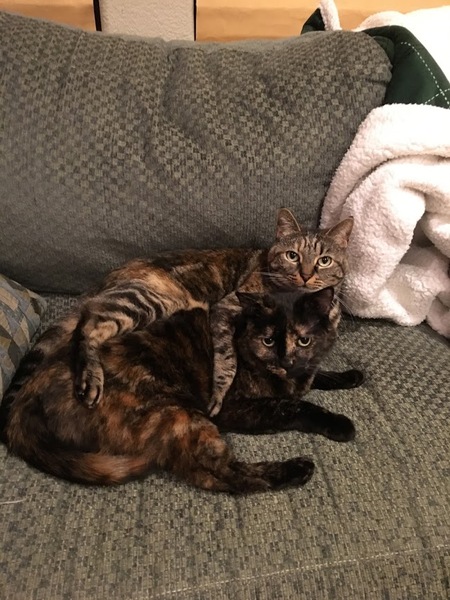 Muffin and Mocha