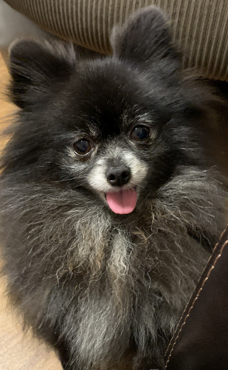 Mowgli