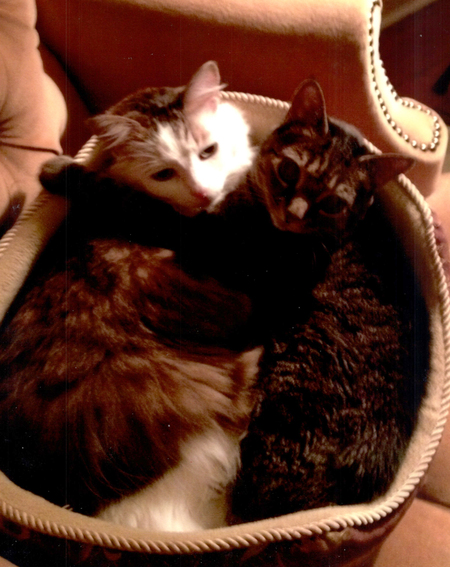 Twinkle Toes & Prissytail