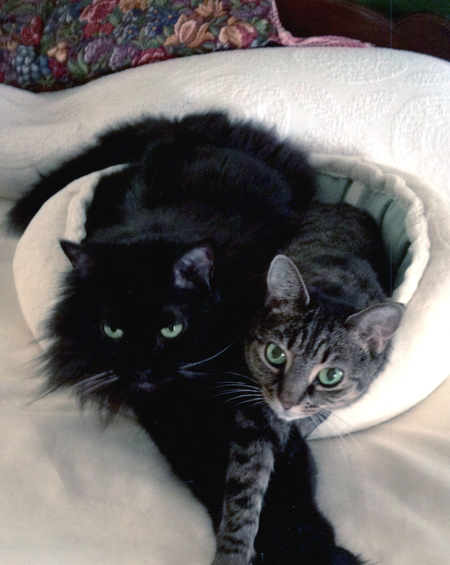 Boo Boo & Prissytail