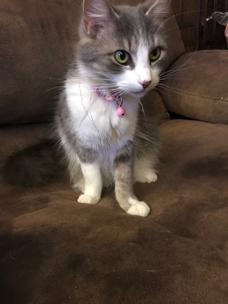 Noel