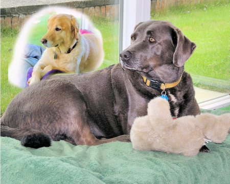 Alley Mae and Dolly