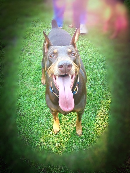 Ava