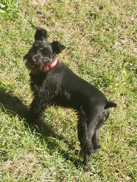 Josie