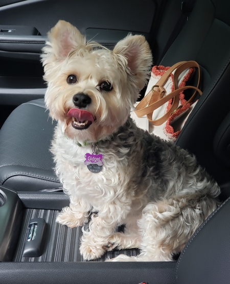 Gidget 