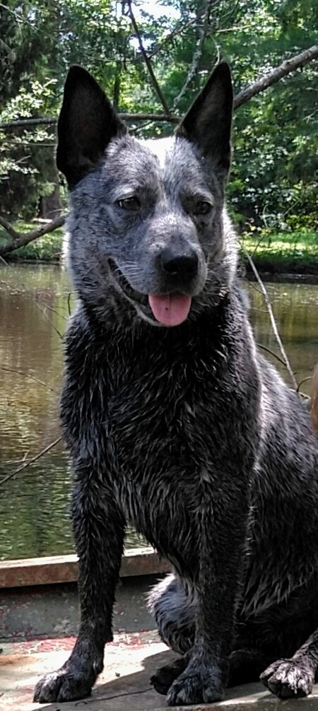 Gunner