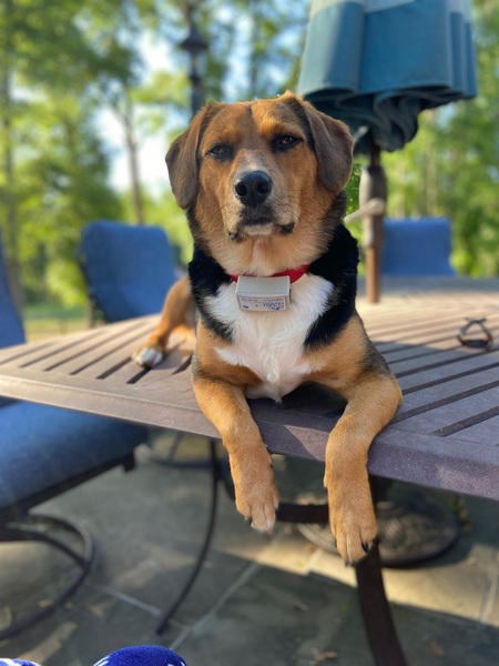 Toby