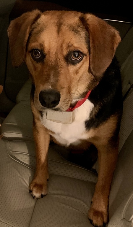 Toby