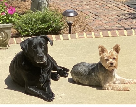 Belle and Lucy