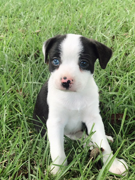 Charlie