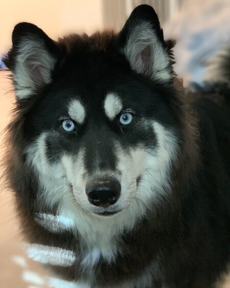 Piper