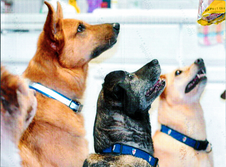 Canine Choir