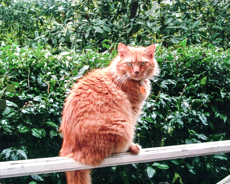 Morris