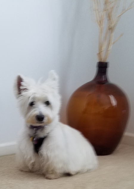 Daisy