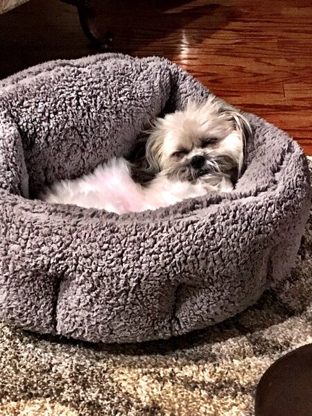 Latte in his fuzzy bed!