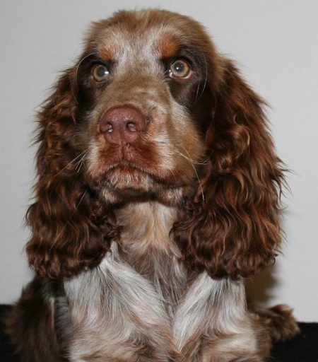 Dickens