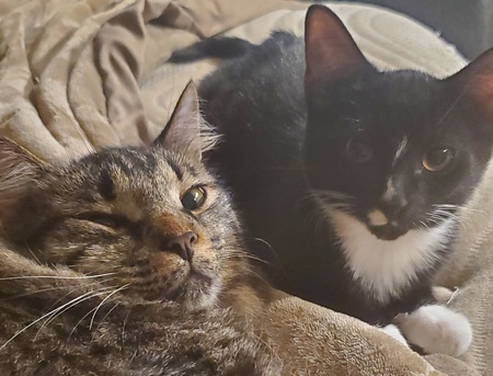 Jelly and Oreo
