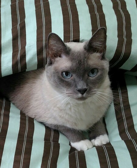 Bootsie