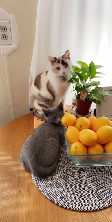 Cersei & Ramsey
