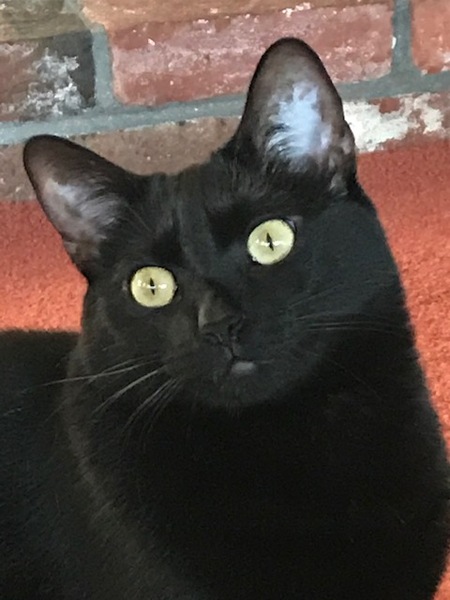 Onyx
