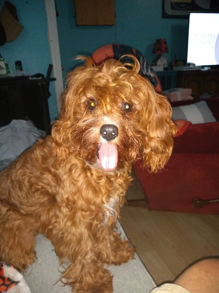 Pumpkin