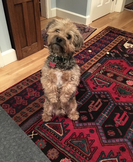 Teddy